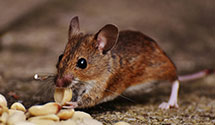 24 Hour & Emergency Exterminators in Palmdale, CA